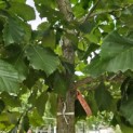 Quercus pontica - 3