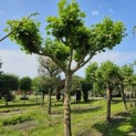 Platanus x hispanica - 3