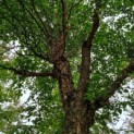 Betula nigra - Afbeelding 4