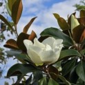 Magnolia grandiflora 'Goliath' - Foto 1