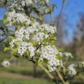 Pyus calleryana 'Chanticleer' - 1