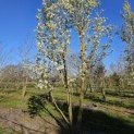 Pyus calleryana 'Chanticleer' - 2