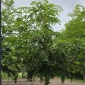Styrax japonicus - 2