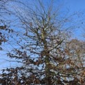 Carpinus betulus - 1