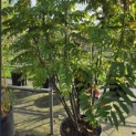 Pterocarya Fraxinifolia - Foto 2