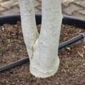 Juglans regia - opvallend grijs-witte stamvoet sept 2026