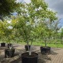 Juglans regia - 2