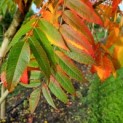 Rhus typhina - impressie verschillende tinten herfstkleuren