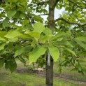 Magnolia soulangeana 'Manchu Fan' - 2