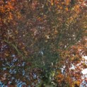 Fagus sylvatica 'Atropunicea' - Afbeelding 1