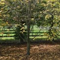 Carpinus betulus - 2