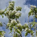 Pyrus c. 'Conference' - impressie bloesem