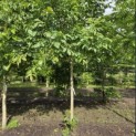 Juglans regia 'Coenen'' - Foto 3