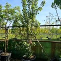 Acer Rubrum. - 3