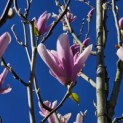 Magnolia 'Heaven Scent' - Foto 3
