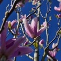 Magnolia 'Heaven Scent' - Foto 4