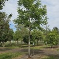 Juglans Nigra - 3