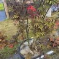 Acer palmatum 'Skeeter's Broom' - Foto 3