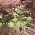 Acer palmatum 'Inaba Shidare' - Foto 6