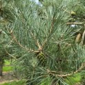 Pinus sylvestris - 2