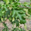 Fagus sylvatica 'Rohan Gold' - zuilbeuk blad