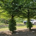 Fagus sylvatica - 5