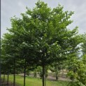 Styrax japonicus - prachtige kroon