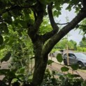 Carpinus betulus - 3