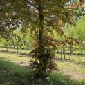 Fagus sylvatica Atropunicea - 2