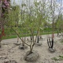 Cornus mas - 3