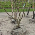 Cornus mas - 2
