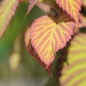 Davidia involucrata 'Vilmoriniana' - 1