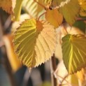 Davidia involucrata 'Vilmoriniana' - 2