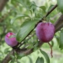 Prunus domestica 'Opal' - Foto 1