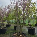 Cercis siliquastrum - 2