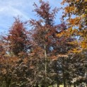 Fagus sylvatica 'Atropunicea' - mei 2026