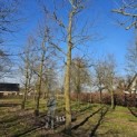 Liriodendron tulipifera - 4