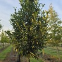 Prunus laur. Caucasica - 1