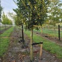 Prunus laur. Caucasica - 2
