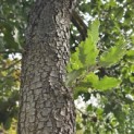 Quercus Ithaburensis 'Hemelrijk Silver. - 1