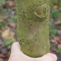 Malus domestica 'Notarisappel' - 2777 omtrek stam december 2025