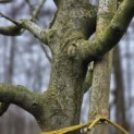 Malus domestica 'Notarisappel' - 2777 detailfoto vertakking zware kroon december 2025