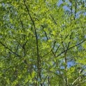 Sophora japonica - Foto 4