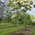 Cornus nuttallii (Venus) - 4
