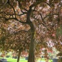 Acer palmatum 'Garnet' - 10