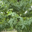 Liquidambar styraciflua 'Worplesdon' - 5