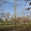 Fagus sylvatica - 1