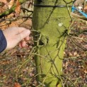 Fagus sylvatica - 4