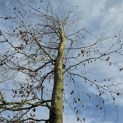 Fagus sylvatica - 2
