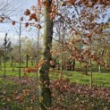 Fagus sylvatica - 3